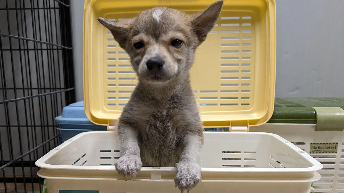 本日、クラウドファンディングへの挑戦がはじまりました！