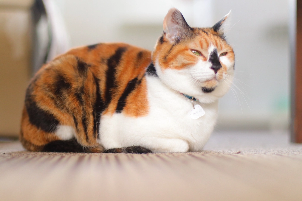 おすすめリターンのご紹介（オリジナルグッズ）