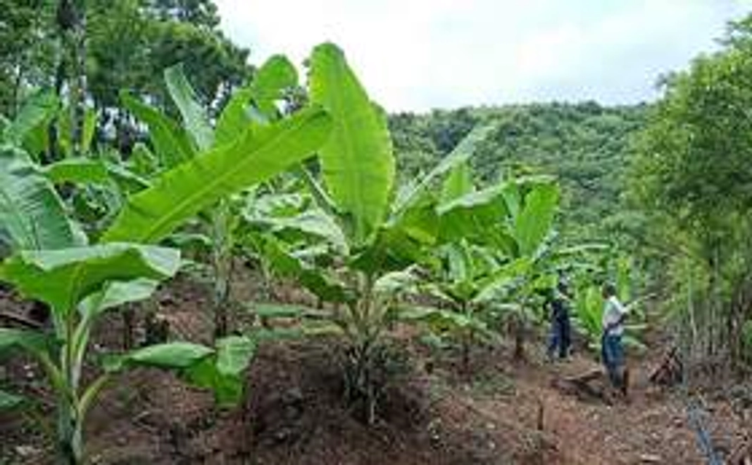 バナナ栽培農家よりありがとうメッセージとバナナ一房お届け致します。。