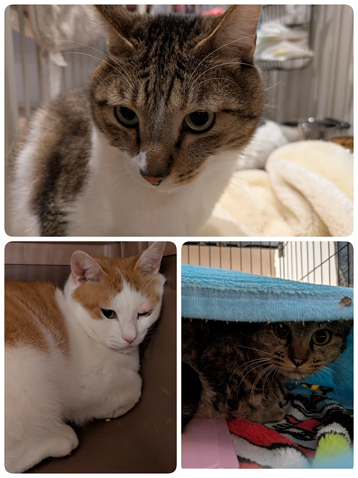 3匹の医療について