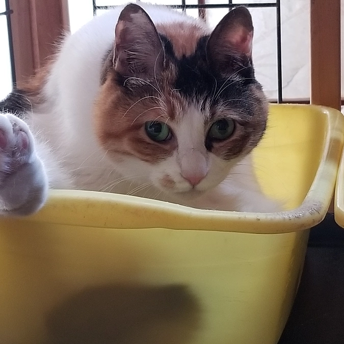 今日退院しました。