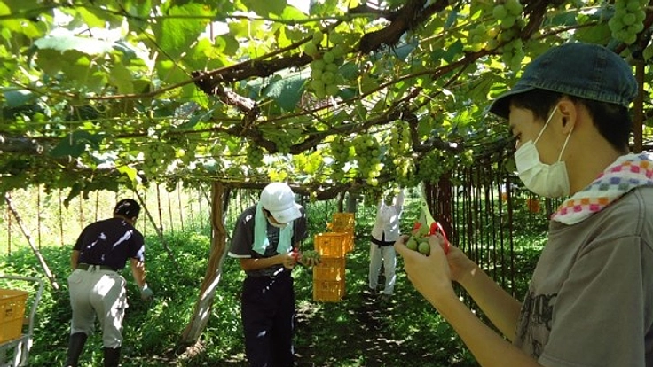 障がい者と共に、ワイナリー設立目指し自社畑を整備していきたい。