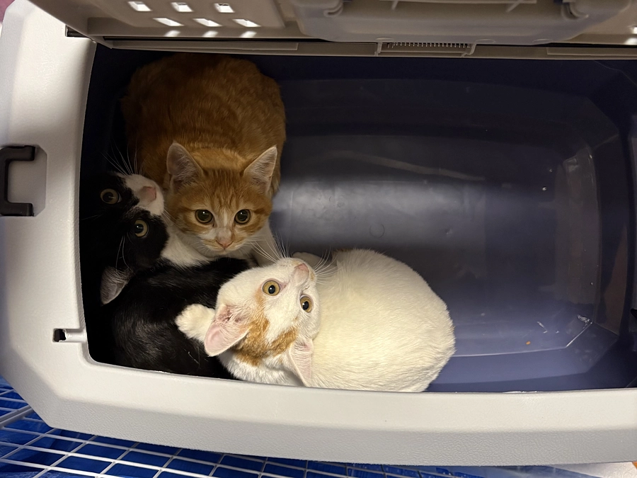 【進捗報告】子猫3匹を保護いたしました。