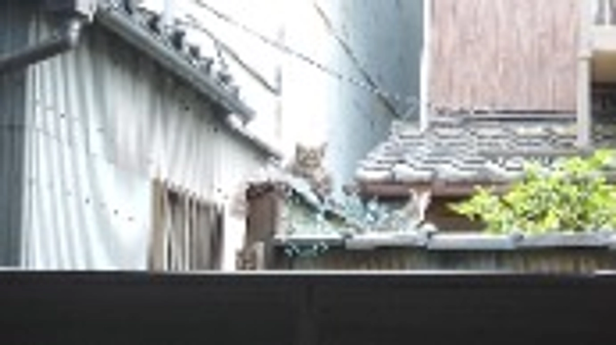 仔猫が産まれていました。