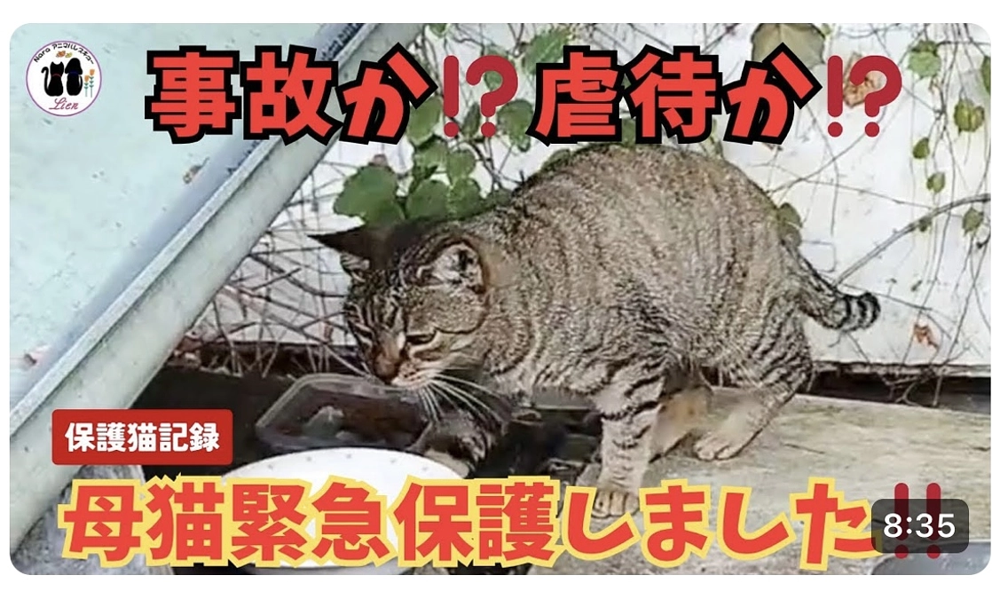 母猫保護できました!!