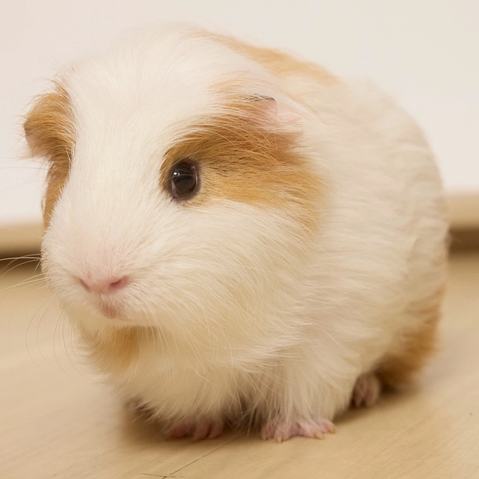 折り返し地点突破！開始4日目で50%を達成しました