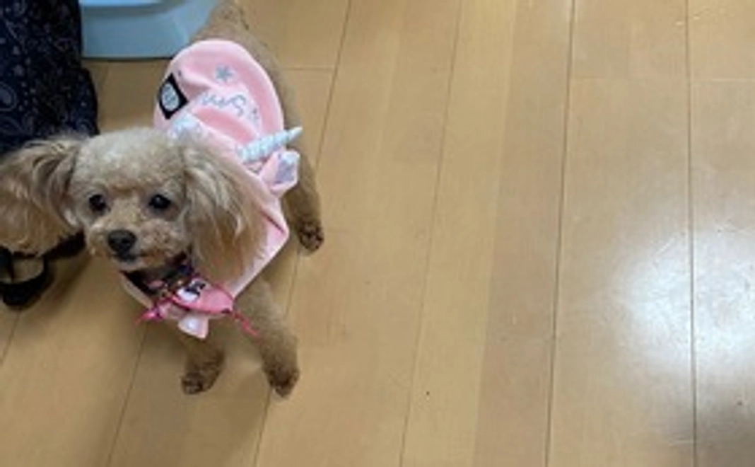 再び光を！いちご2