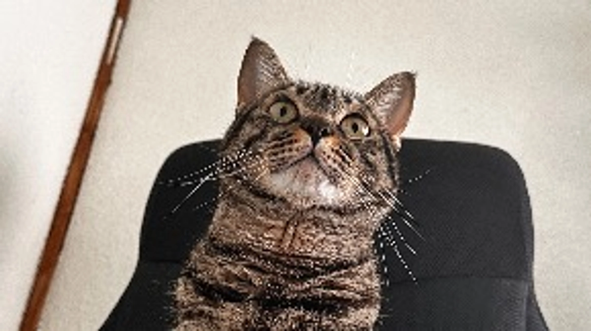 クラファン36日目