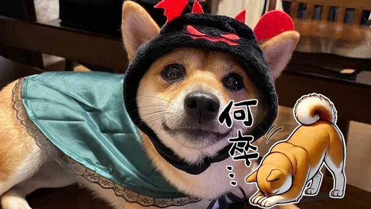 【命を救いたい】乳び胸・気胸と闘う豆柴「みかん」の手術にご支援を！