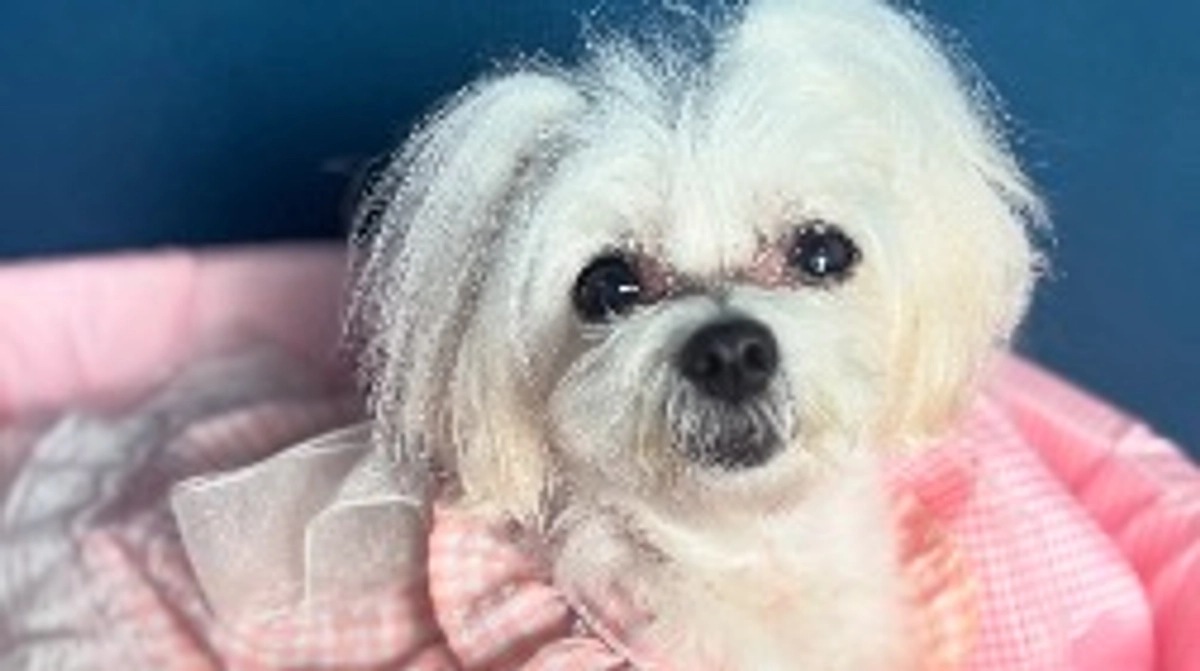 ご無沙汰しております。最近のマリの様子🌼🎀