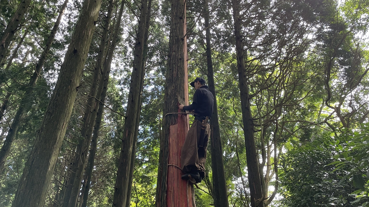 昨年夏、敷地内の檜から文化財保護のための檜皮を提供しました。