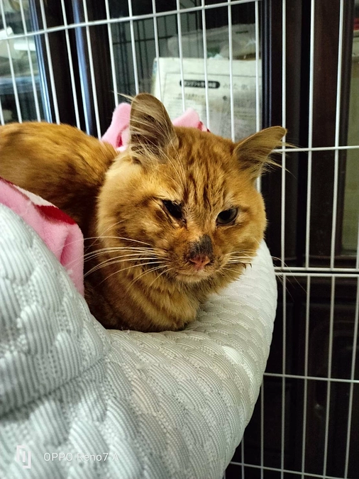 年内最後のレスキュー