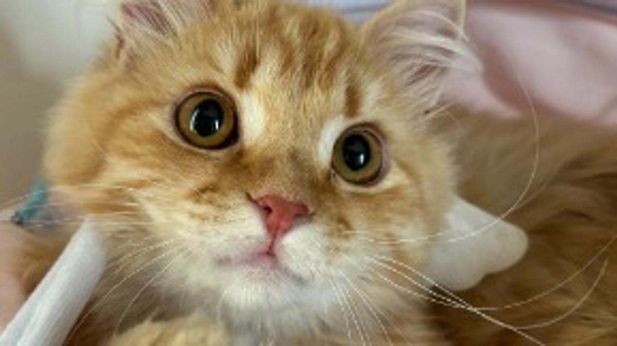 ありがとうございます