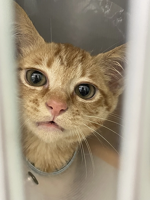 保護当時のことについて