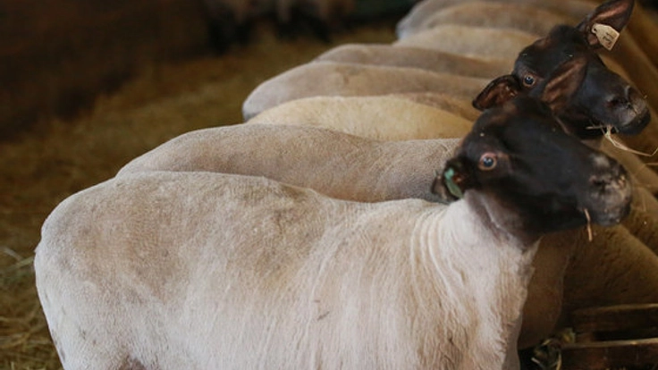 青森県階上町で、かつての町の特産品の食用羊を復活させたい！
