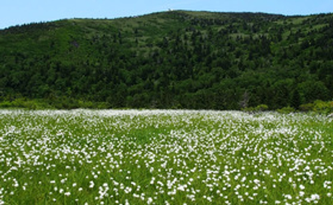 感謝のメール, 絵葉書1枚