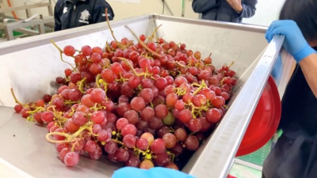 醸造体験に行ったよ！！