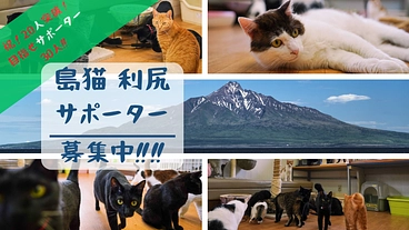 利尻 島猫サポーター募集！利尻島の不幸な野良猫を”ゼロ”に！！ のトップ画像