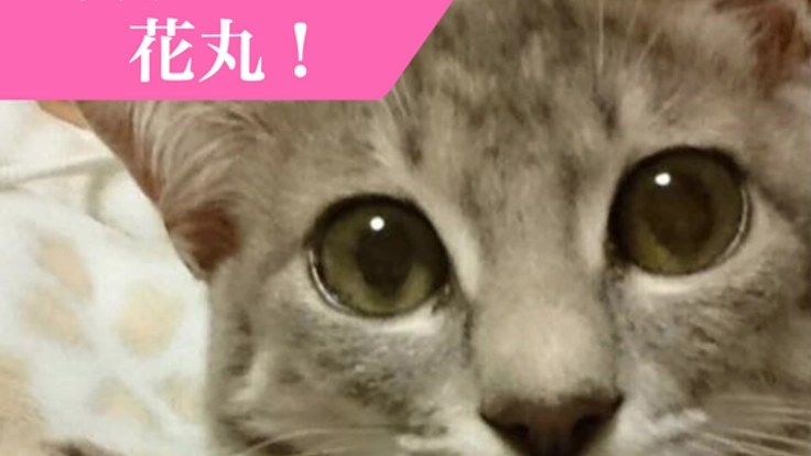 後脚に障がいがあるけど元気いっぱいの子猫の女の子を助けたい！