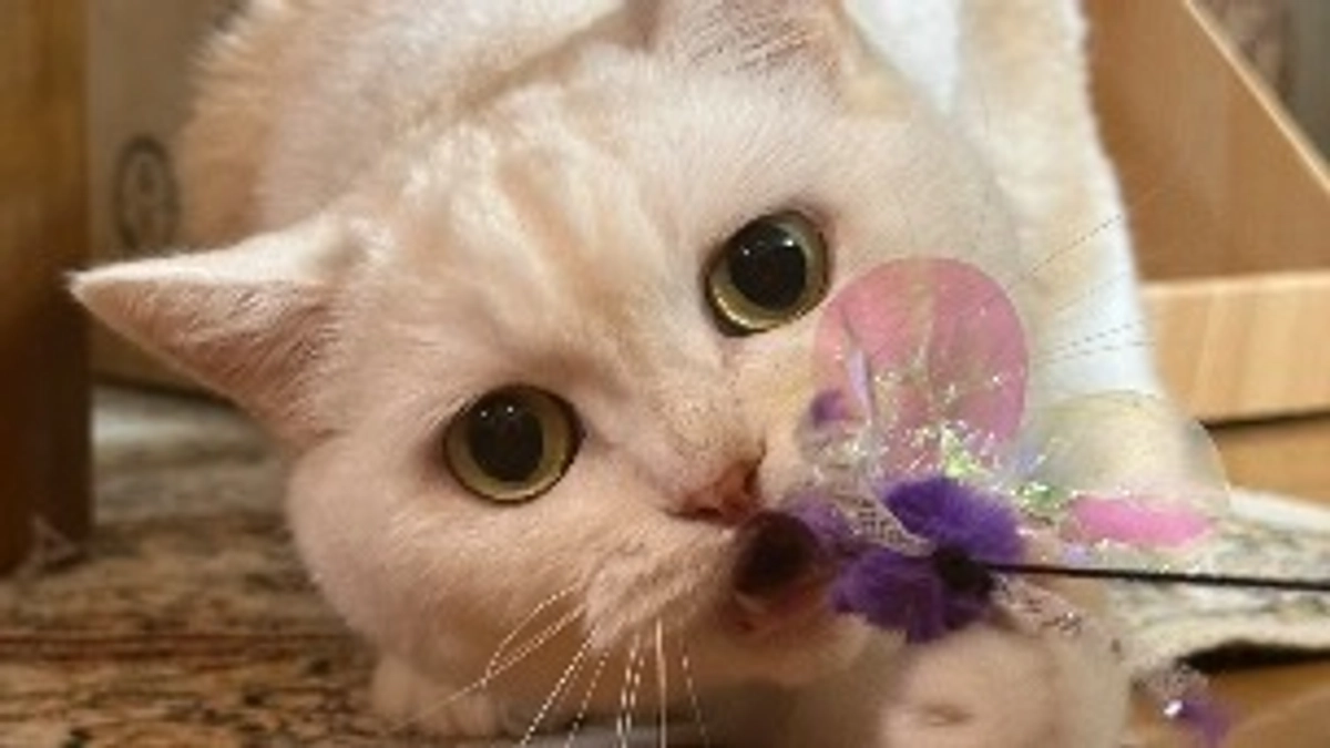 キラキラ猫じゃらしとみしぇる✨