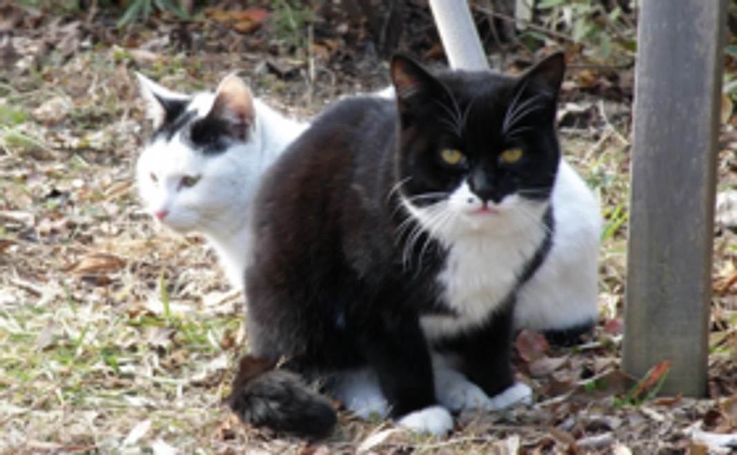 【ポストカード】梅猫の幸せをおすそ分け