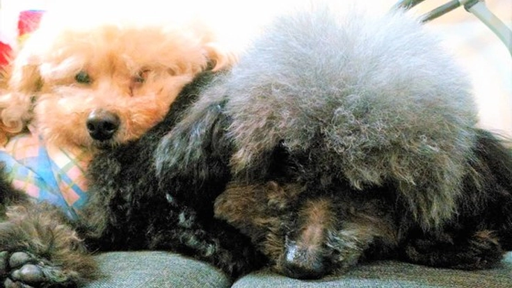 要らない命はない！繁殖廃棄犬の絵本制作を9歳の男の子が挑戦