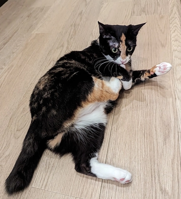 うるちゃん本格譲渡決定👏