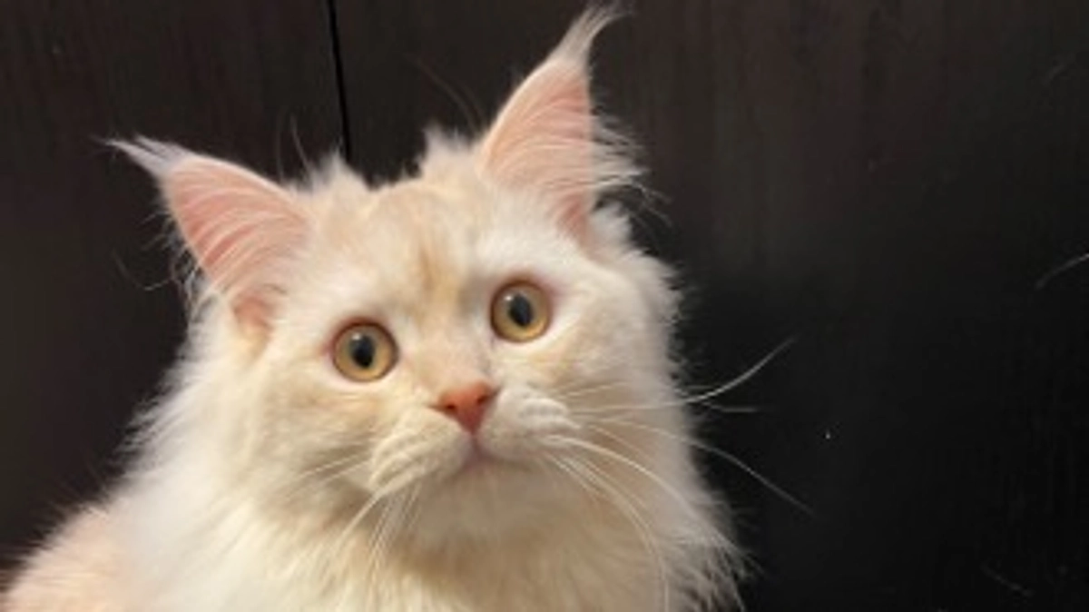 今日のトキ☀️