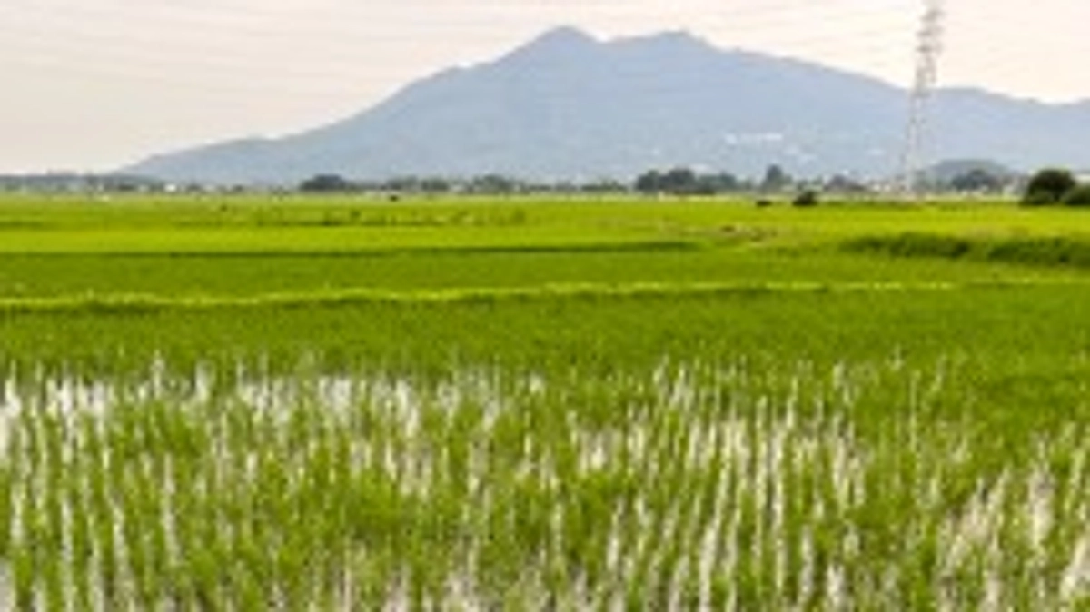 「半夏生米」田植え後4週間