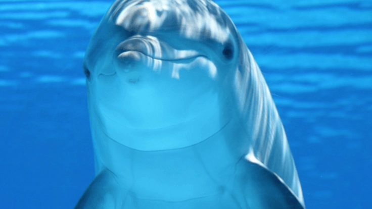 ダイビングインストラクターがつくる！ハワイと海の情報発信基地