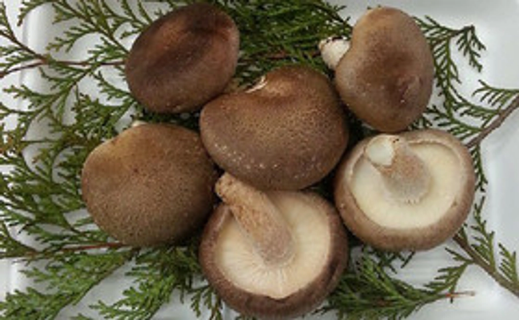 お礼の手紙をお送りします