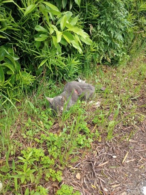 【活動報告】6月5日保護のつゆ子ちゃん、11日の朝、虹の橋を渡りました