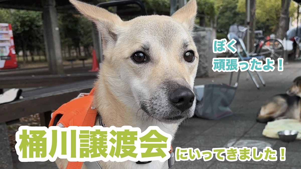 桶川譲渡会に参加してきました🐾