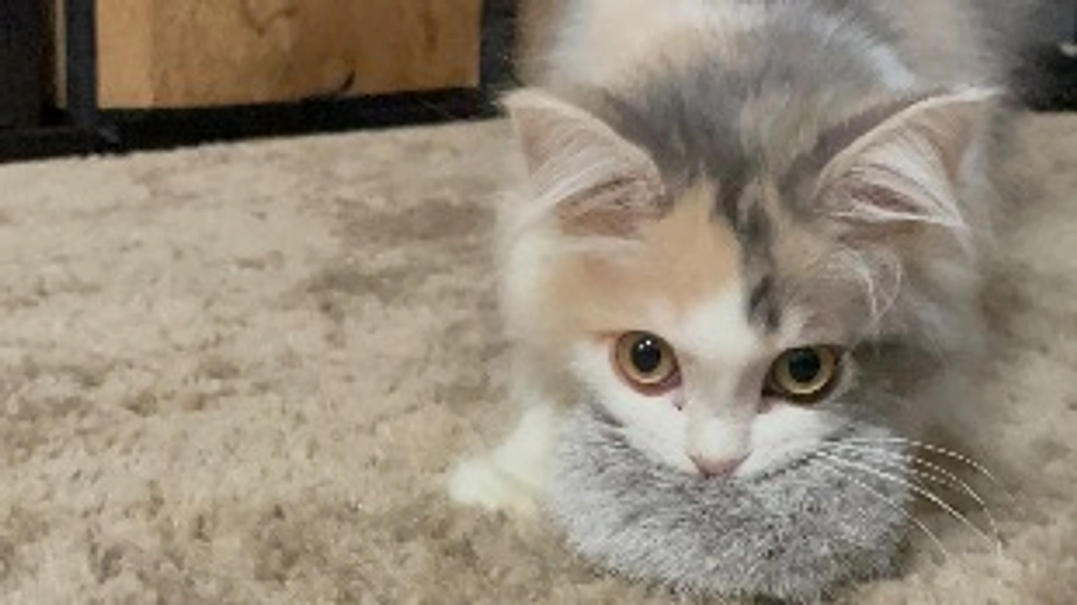 クラウドファンディング開始できました！