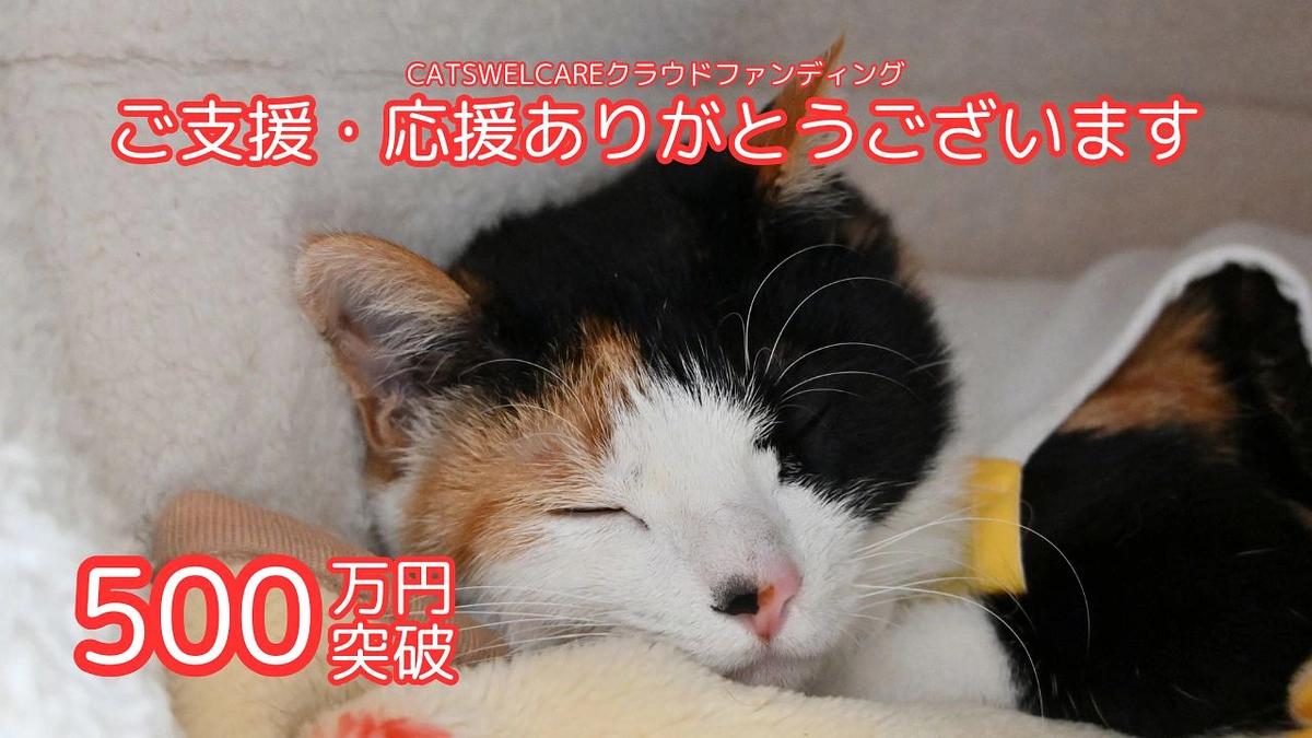 目標金額50%を超えることができました！