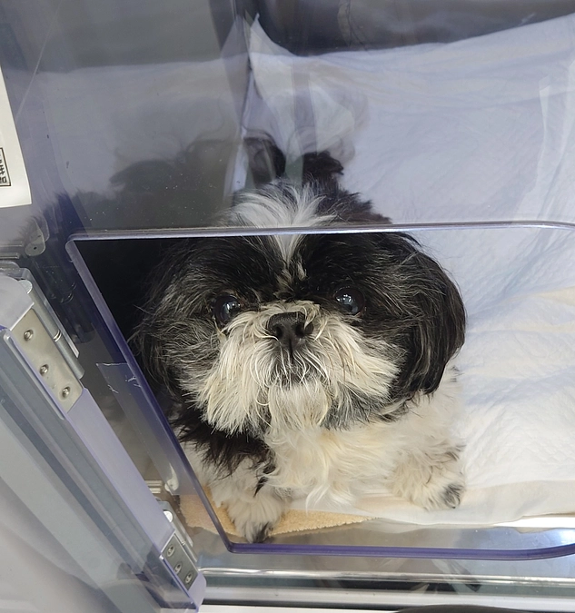 ルーシー再入院のご報告と退院見込みについて