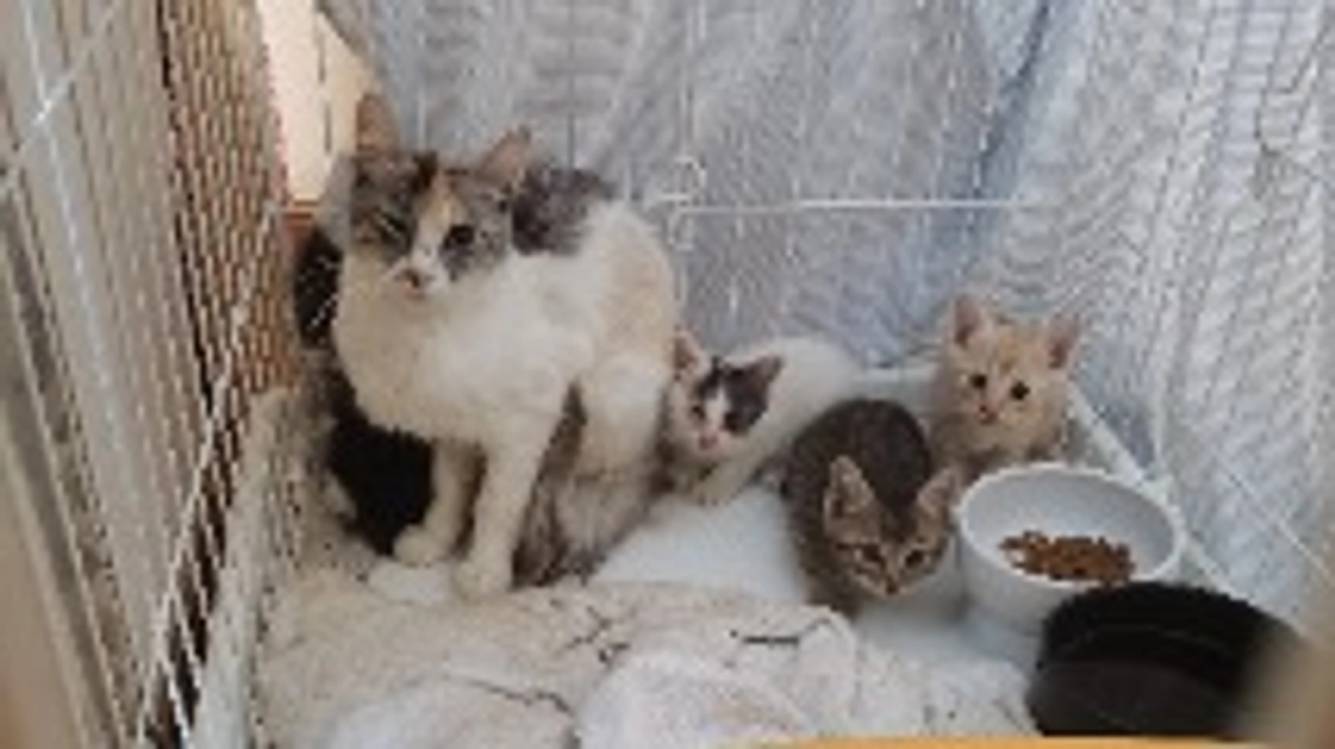 15匹の猫の話１