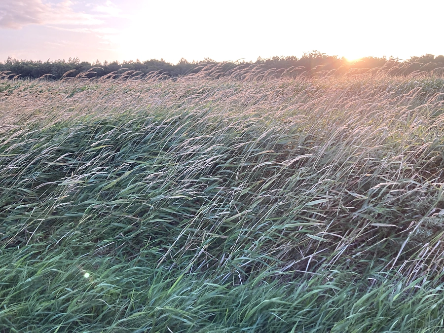 この先も続く葦の道に