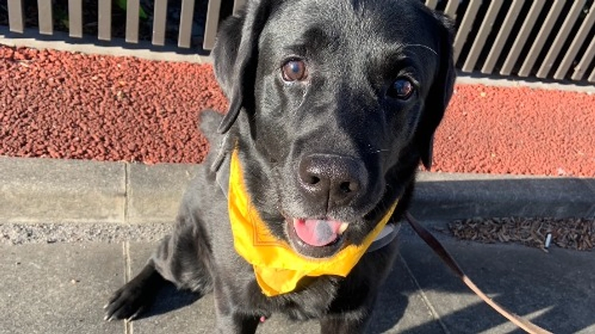 最終日のお願い！1100万円達成まであと14万円!介助犬を届けるために最後のご支援をお願いします！