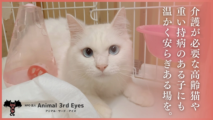 アニマルサードアイズ│生き場を失くした老猫や傷病猫にも幸せな生涯を