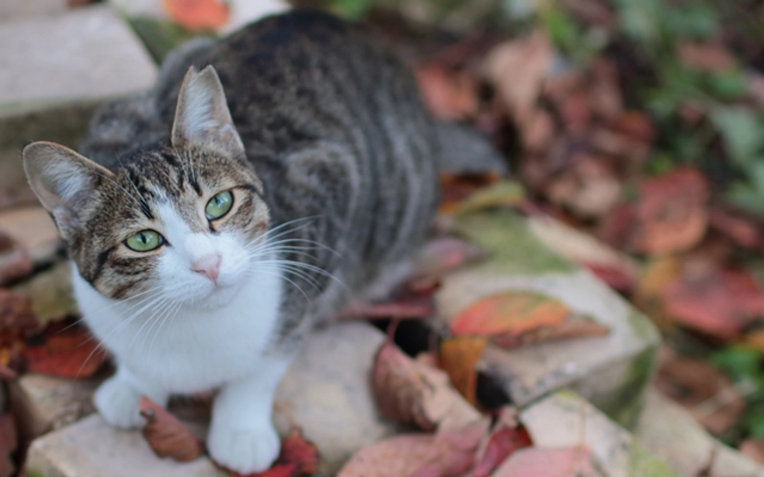 11月さくらねこ無料不妊手術実施予定数