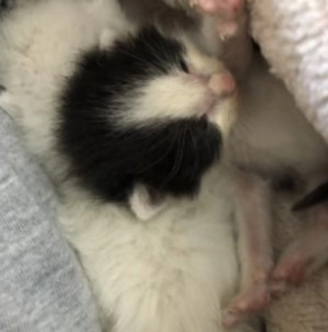 【保護猫エピソード⑤】ハラミちゃん　床下からの乳飲み子救出