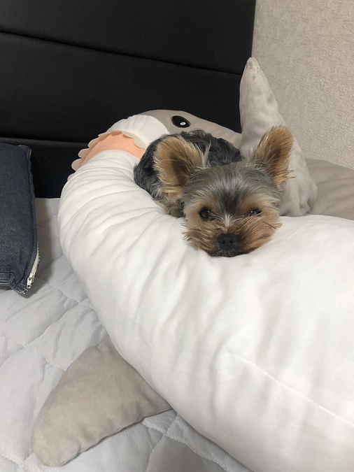 豆太郎のおやつ🧀