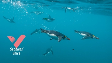 「うみどりのこえ」の活動をカレンダーで広げたい！ のトップ画像