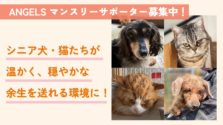 ANGELSサポーター募集中｜シニア犬・猫たちにも温かく輝く未来を