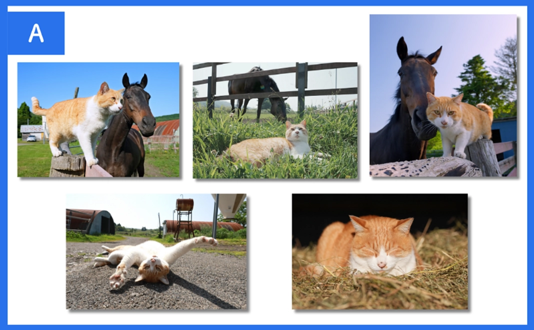 【クラウドファンディング限定】メト＆ネコパンチ ポストカードセット【A】