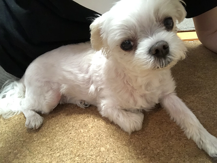 8/11のパフ太(*^_^*)