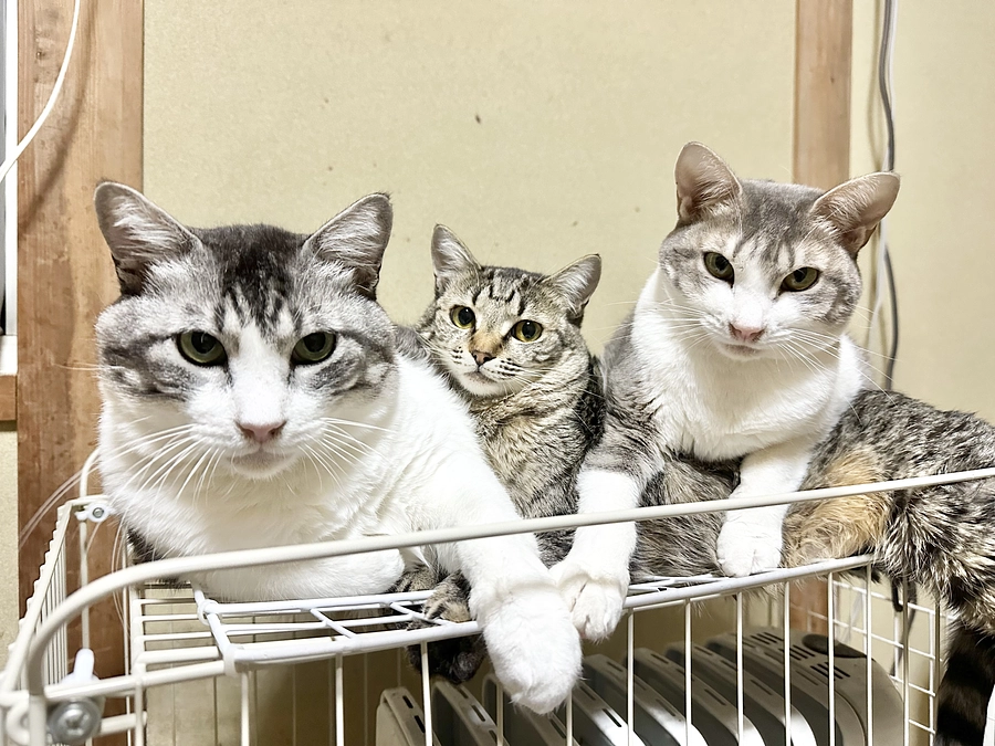 両親の愛を一身に受け、立派に成長しました