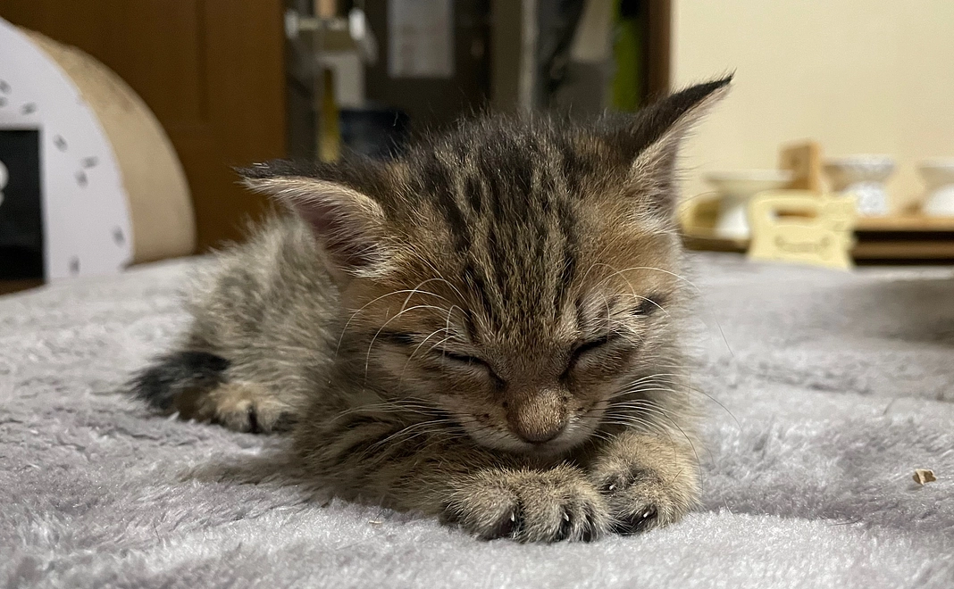 感謝のメッセージと経過のご報告（返礼品なし）B