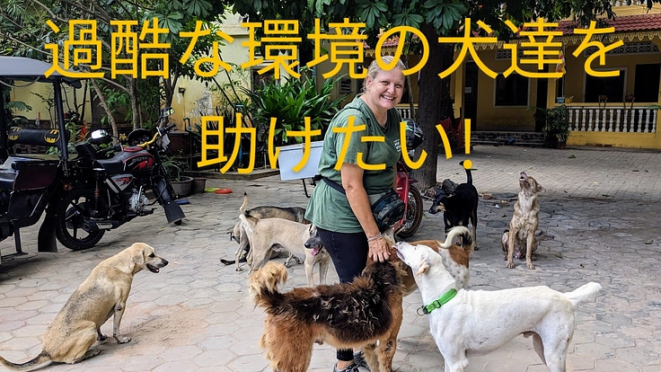 シェムリアップの犬猫を助けている団体を支援したい